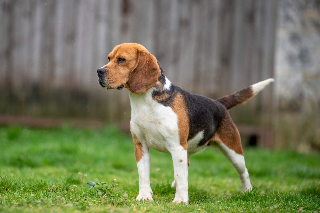 Les Beagle de l'affixe du Feeling de Nolister