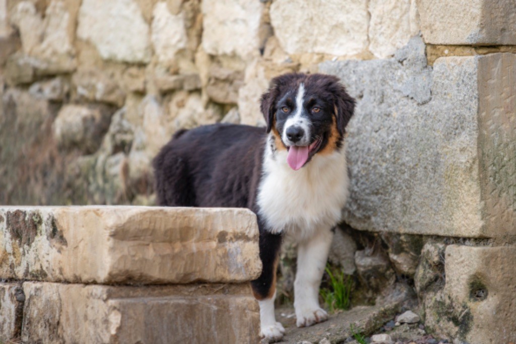 chiot Berger Australien du Feeling de Nolister