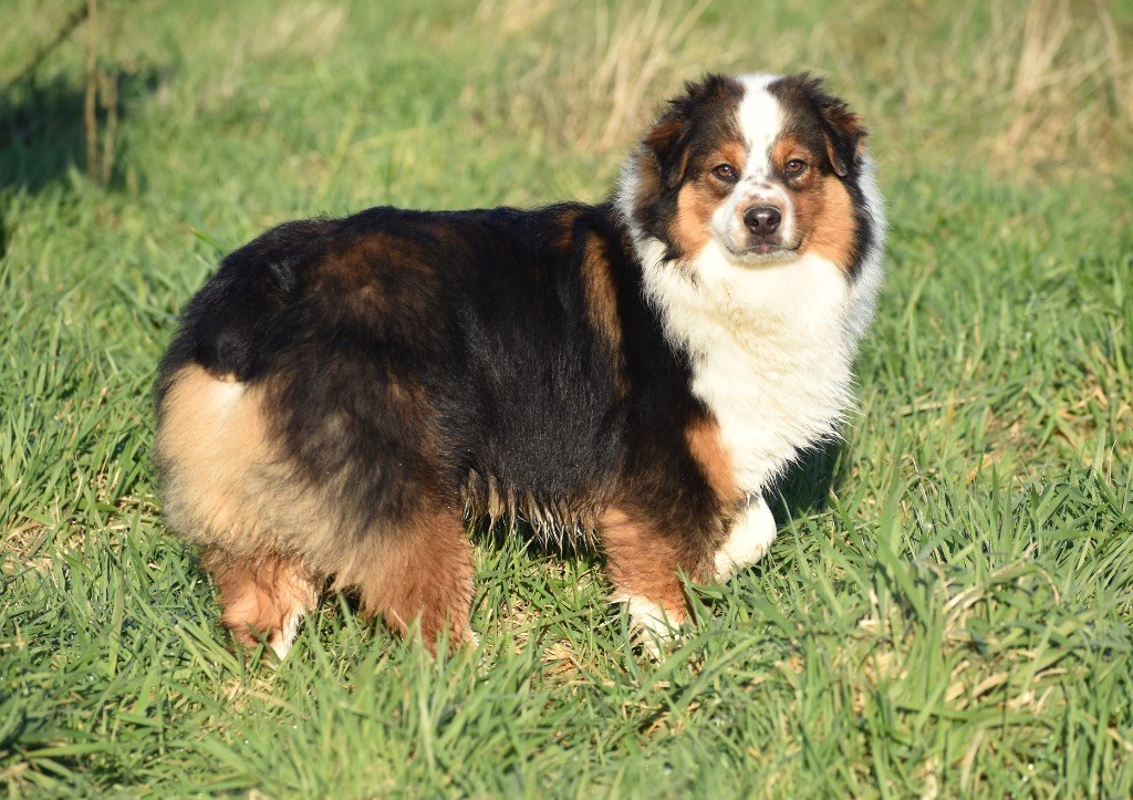 chiot Berger Australien du Feeling de Nolister