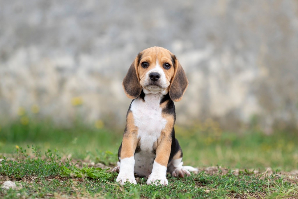 chiot Beagle du Feeling de Nolister