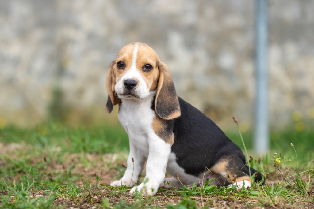 du Feeling de Nolister - Chiot disponible  - Beagle