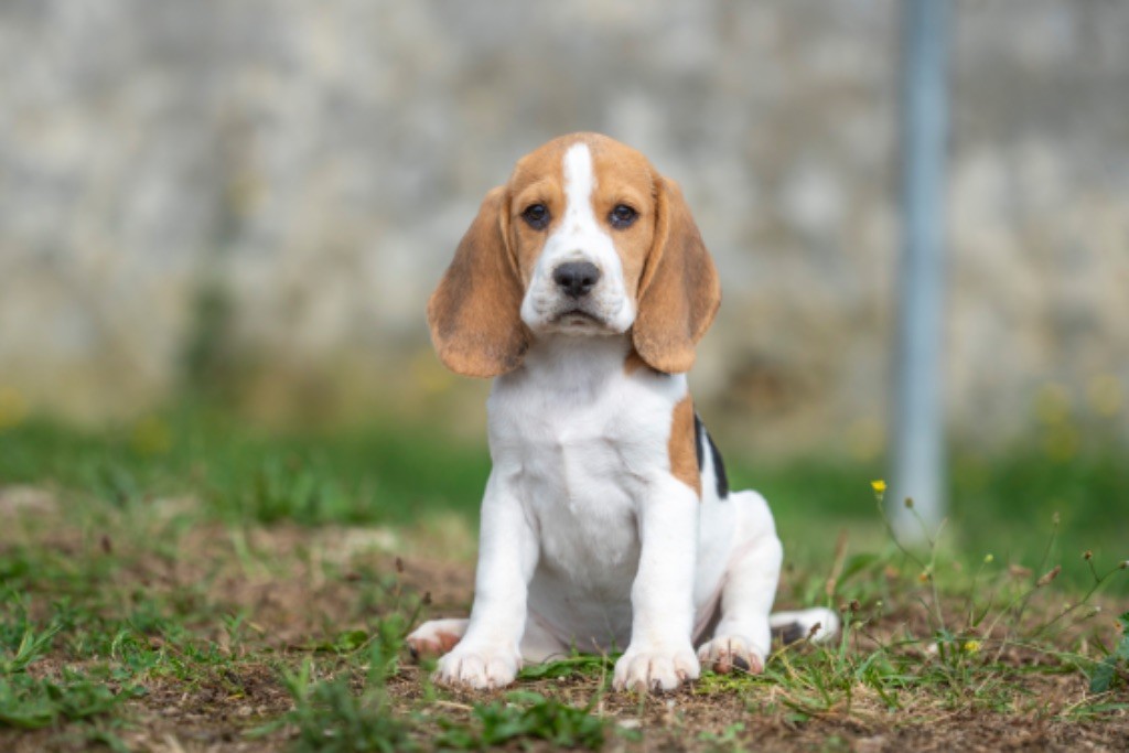 chiot Beagle du Feeling de Nolister