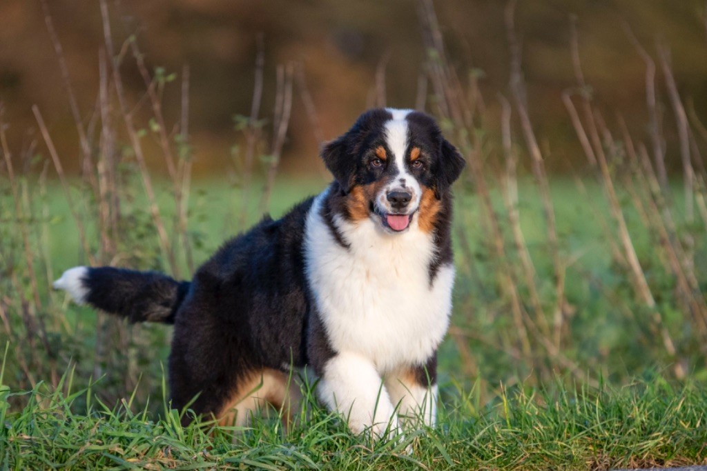 chiot Berger Australien du Feeling de Nolister