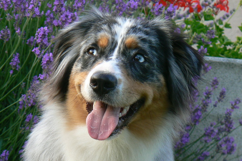 E'nola blue du Pays aux Longs Hivers