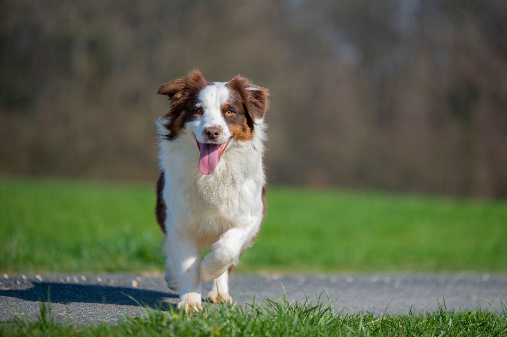 Paw patrol everest du Feeling de Nolister