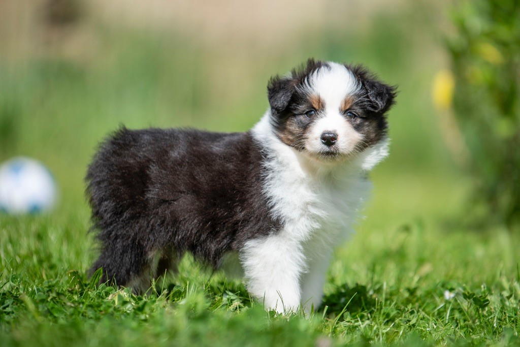 du Feeling de Nolister - Chiots disponibles - Berger Australien