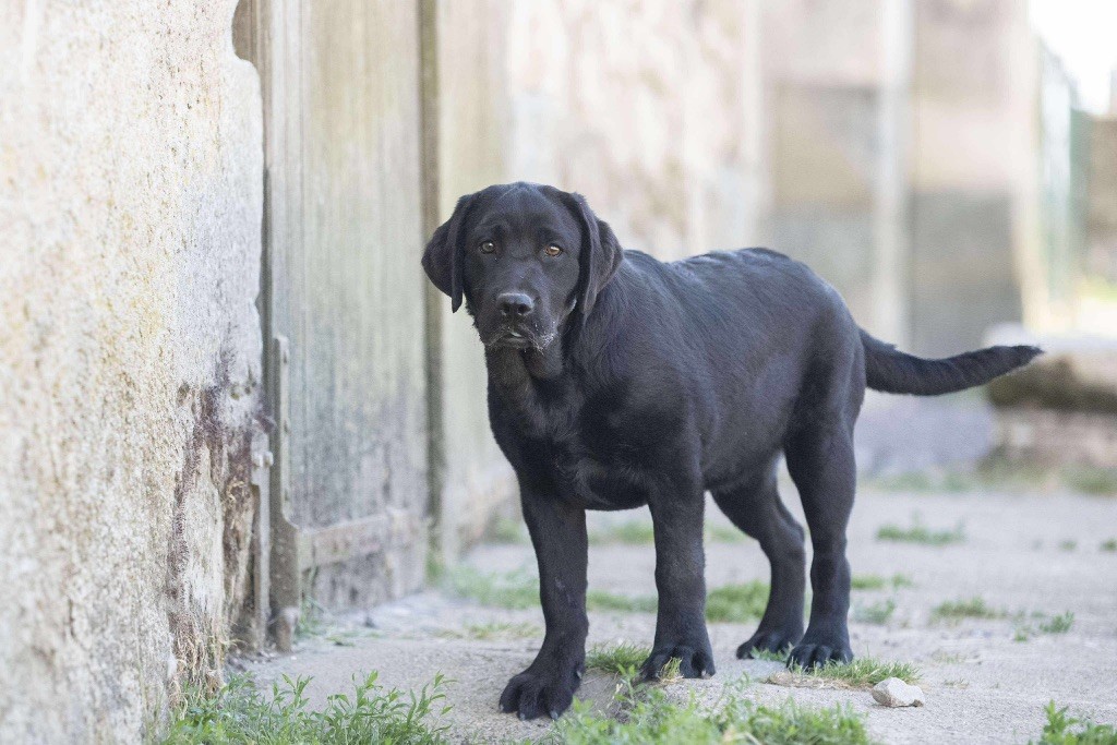 du Feeling de Nolister - Chiots disponibles - Labrador Retriever