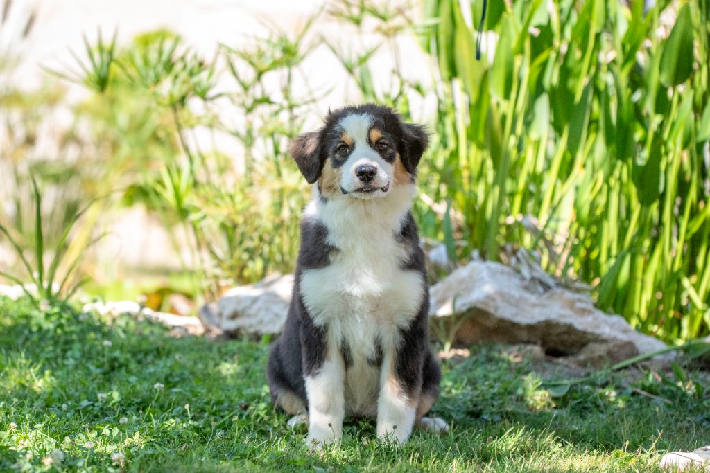 du Feeling de Nolister - Chiots disponibles - Berger Australien