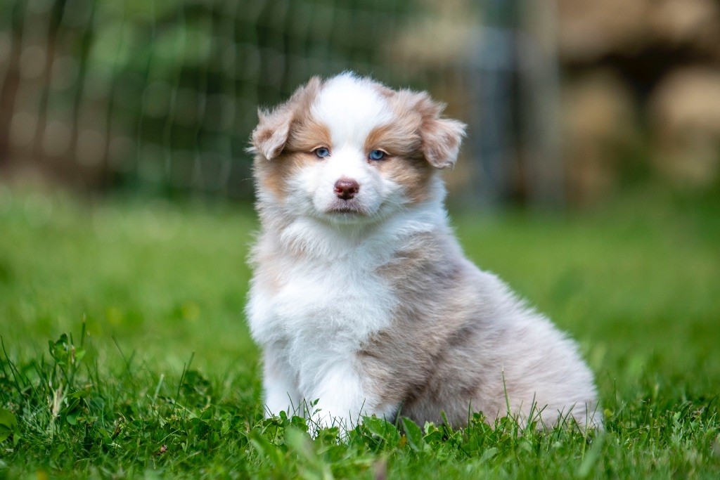 ALOE du Feeling de Nolister