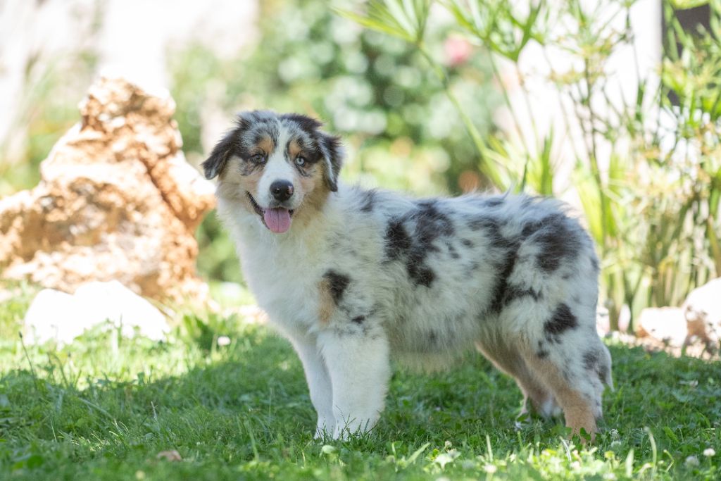 Chiot Berger Australien du Feeling de Nolister