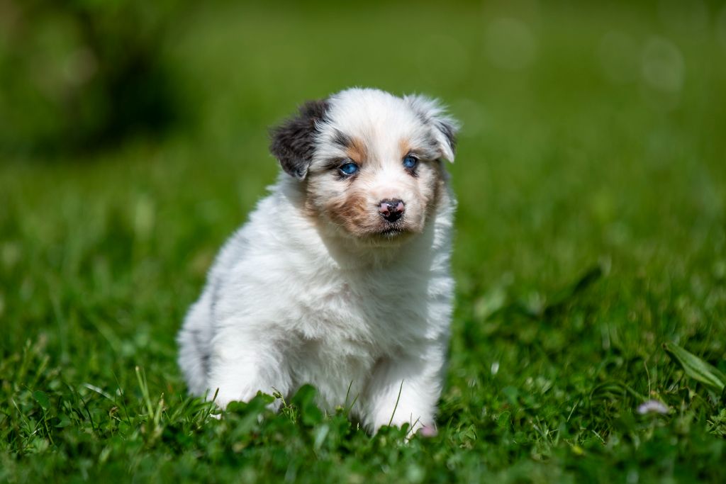 du Feeling de Nolister - Chiots disponibles - Berger Australien