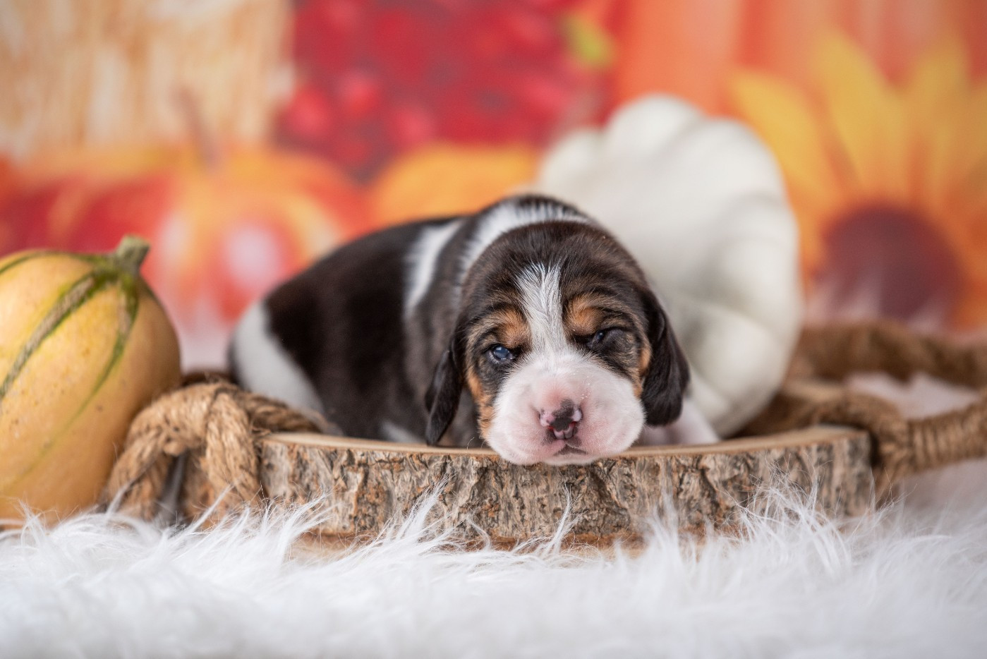 du Feeling de Nolister - Chiots disponibles - Beagle