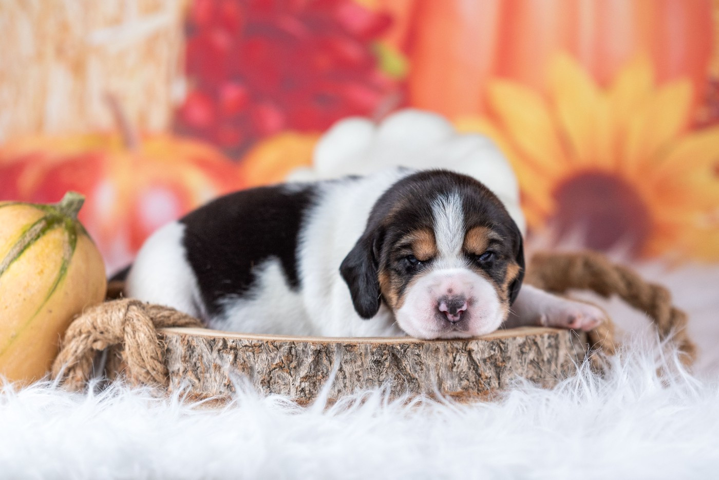 du Feeling de Nolister - Chiots disponibles - Beagle