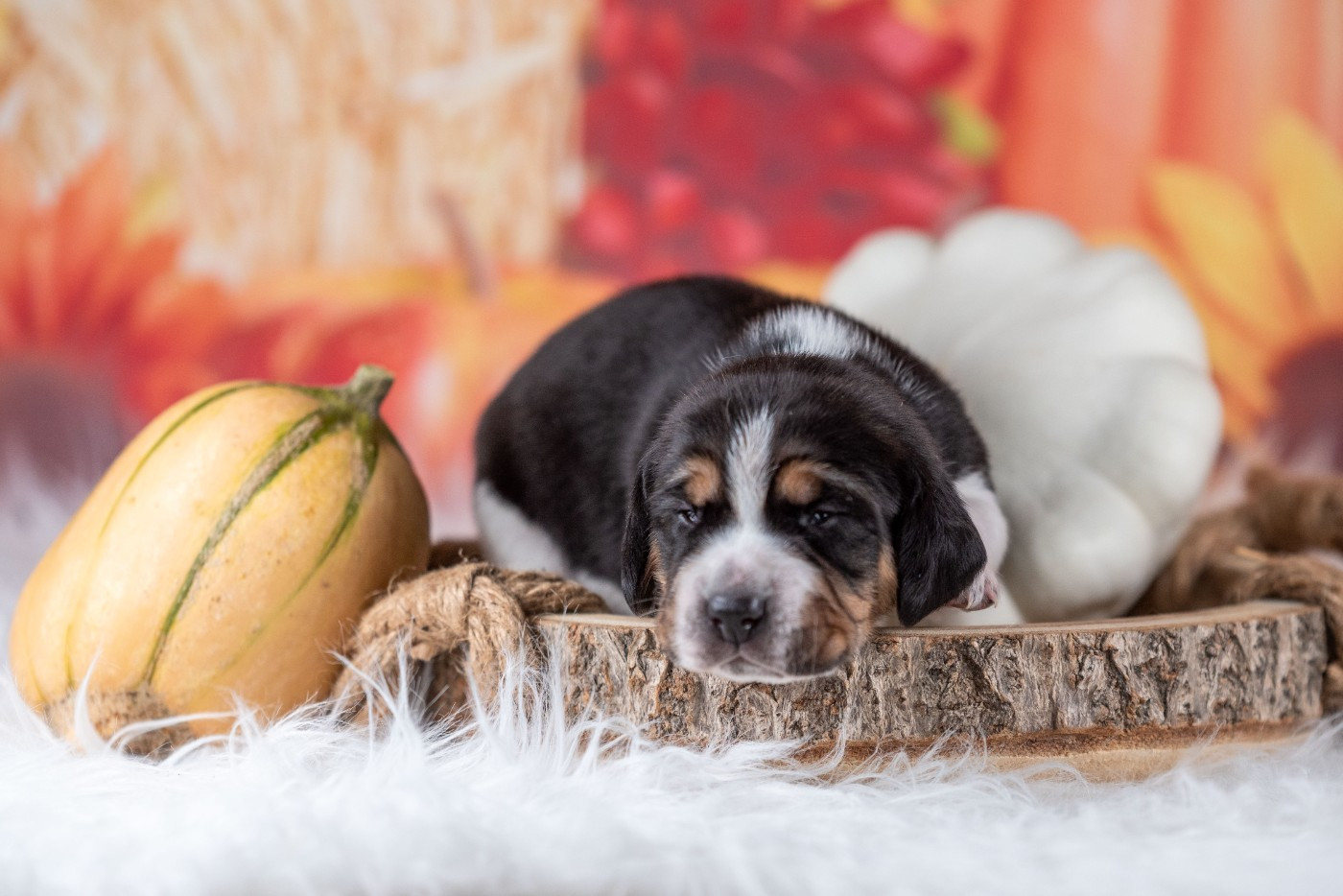 du Feeling de Nolister - Chiots disponibles - Beagle