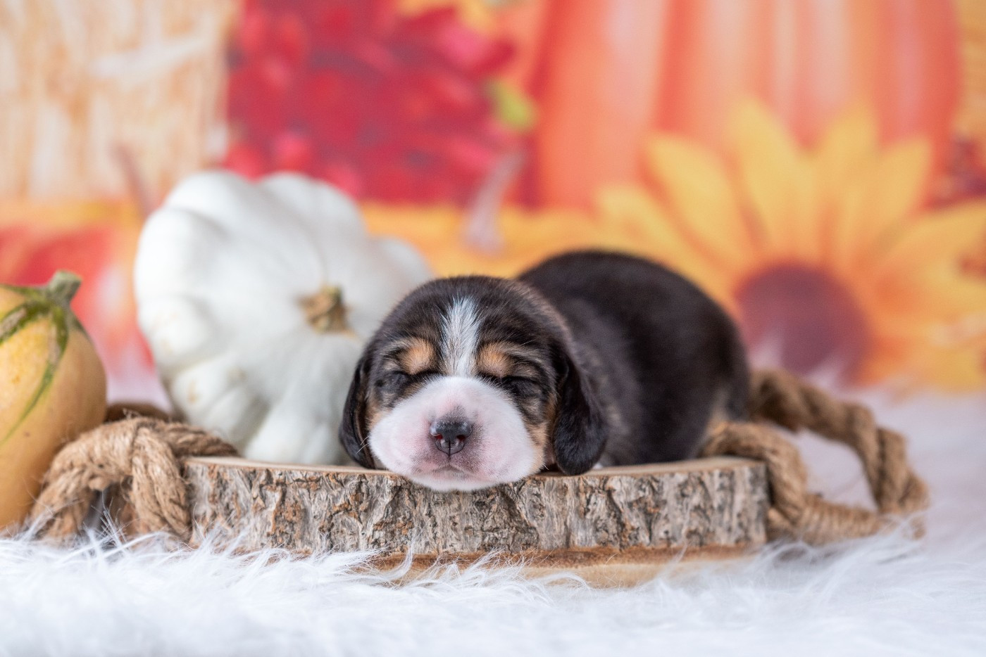 du Feeling de Nolister - Chiots disponibles - Beagle
