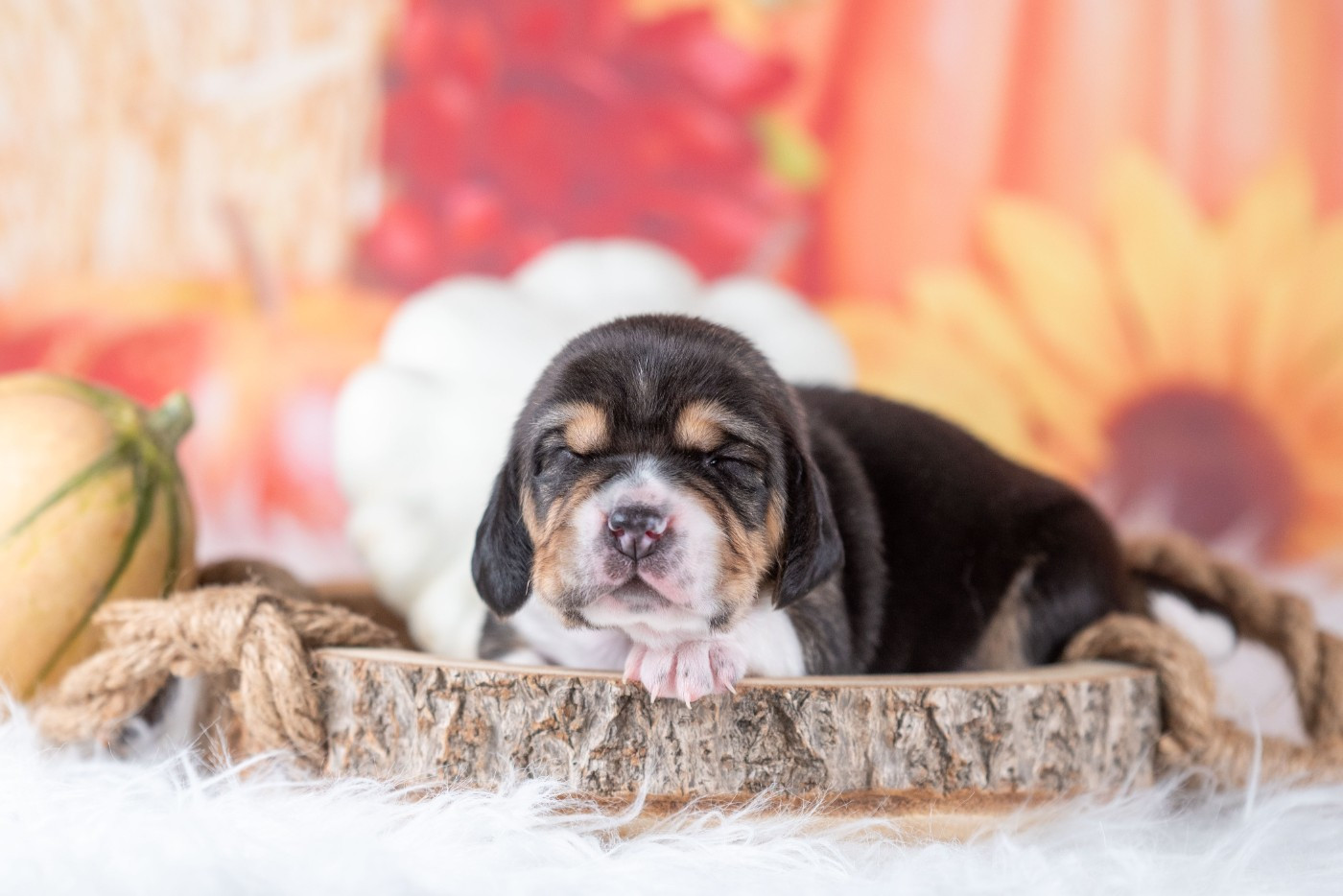 du Feeling de Nolister - Chiots disponibles - Beagle