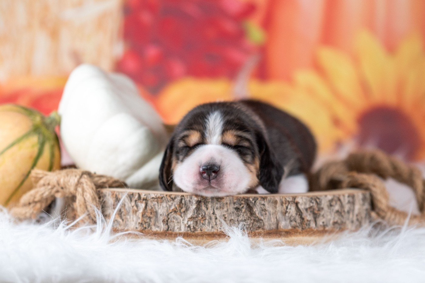 du Feeling de Nolister - Chiots disponibles - Beagle