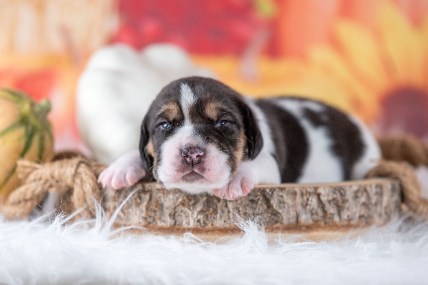du Feeling de Nolister - Chiots disponibles - Beagle