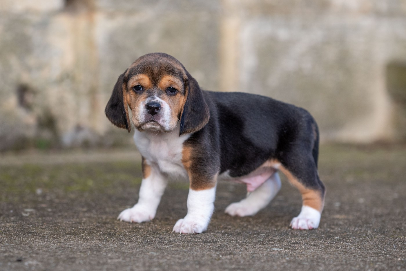 du Feeling de Nolister - Chiots disponibles - Beagle