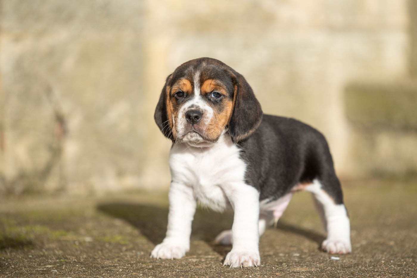 Chiot Beagle du Feeling de Nolister