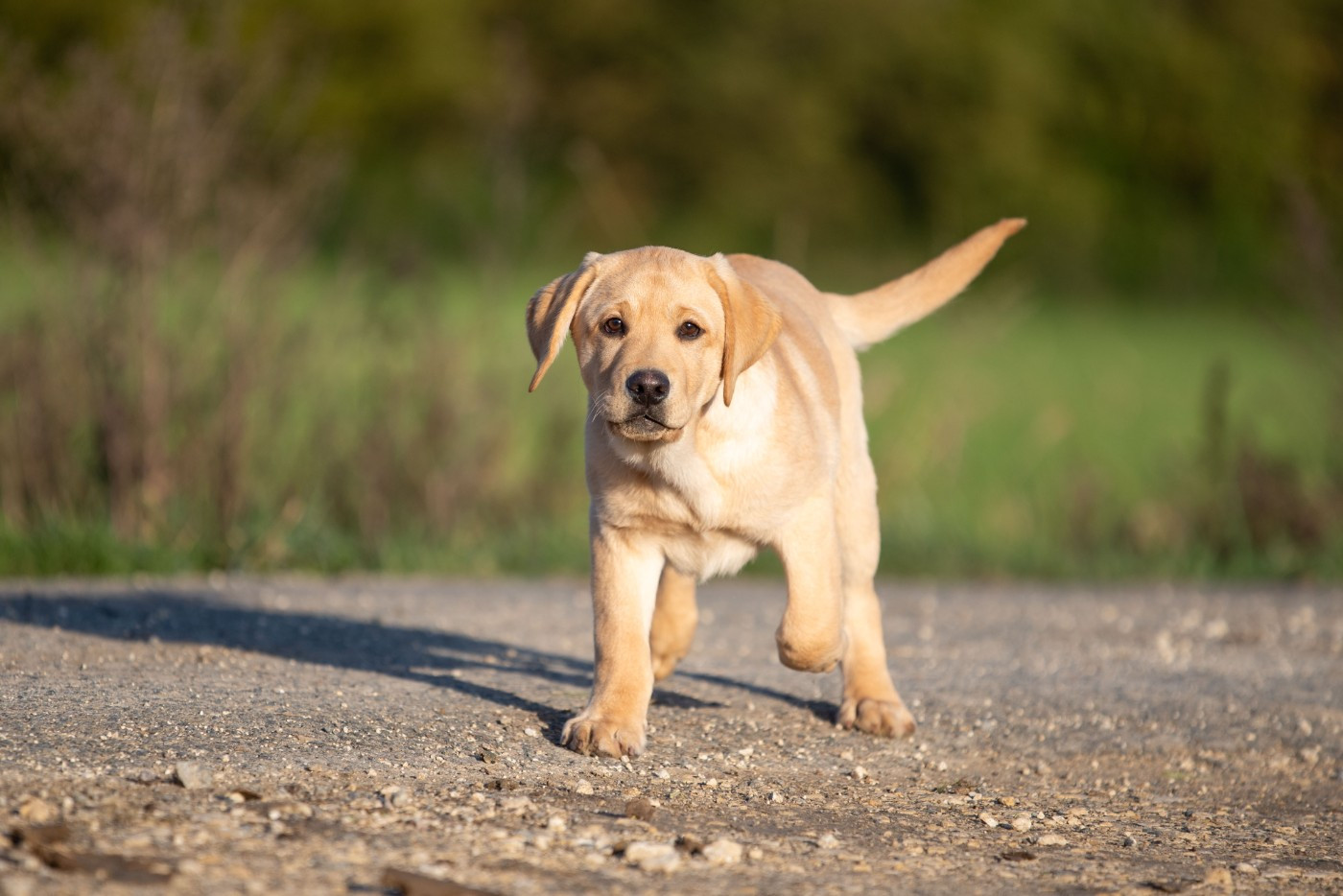du Feeling de Nolister - Chiots disponibles - Labrador Retriever