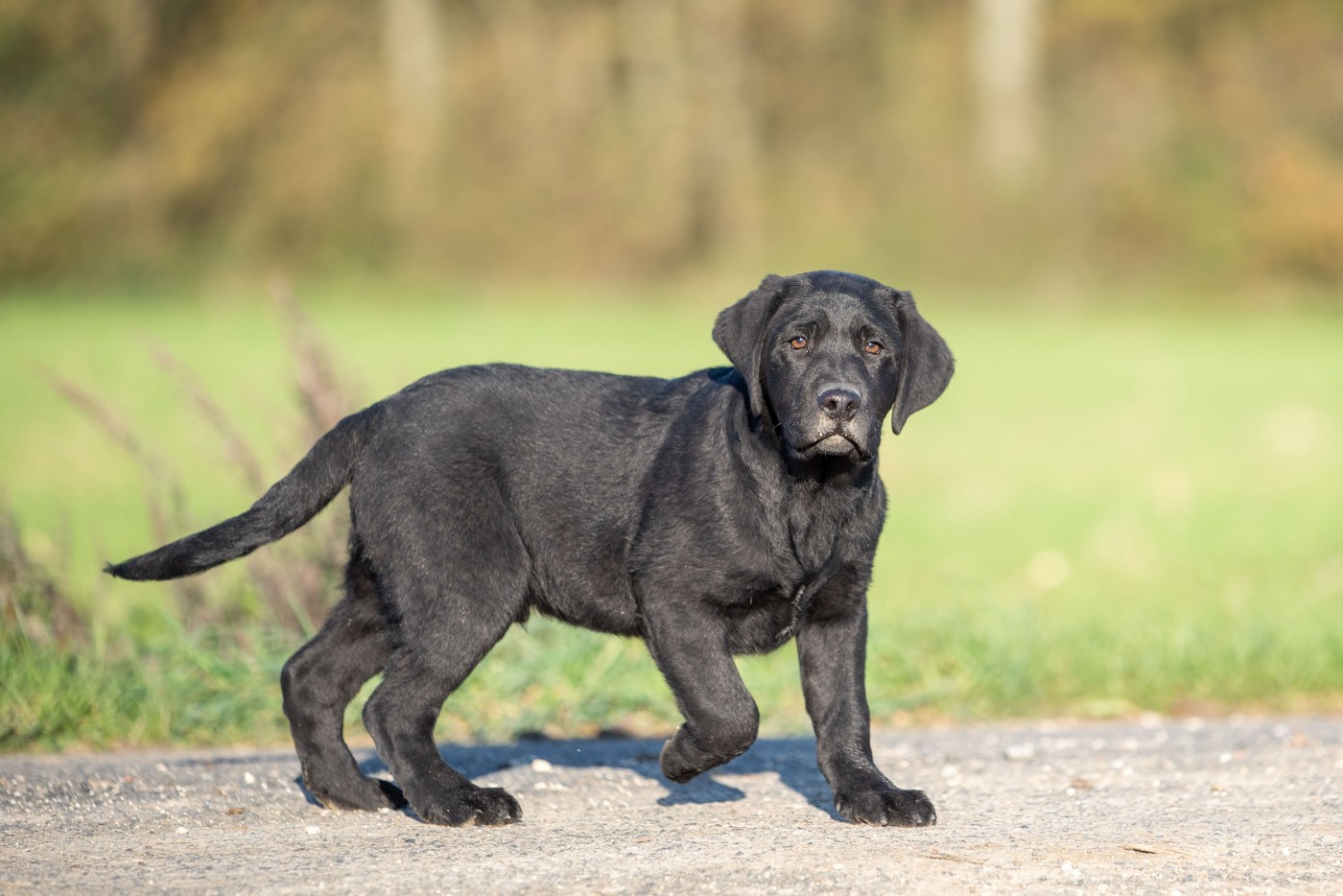 du Feeling de Nolister - Chiots disponibles - Labrador Retriever