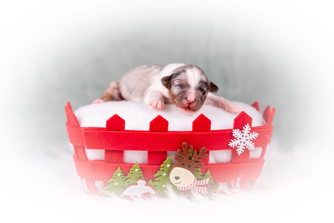 du Feeling de Nolister - Chiots disponibles - Berger Australien