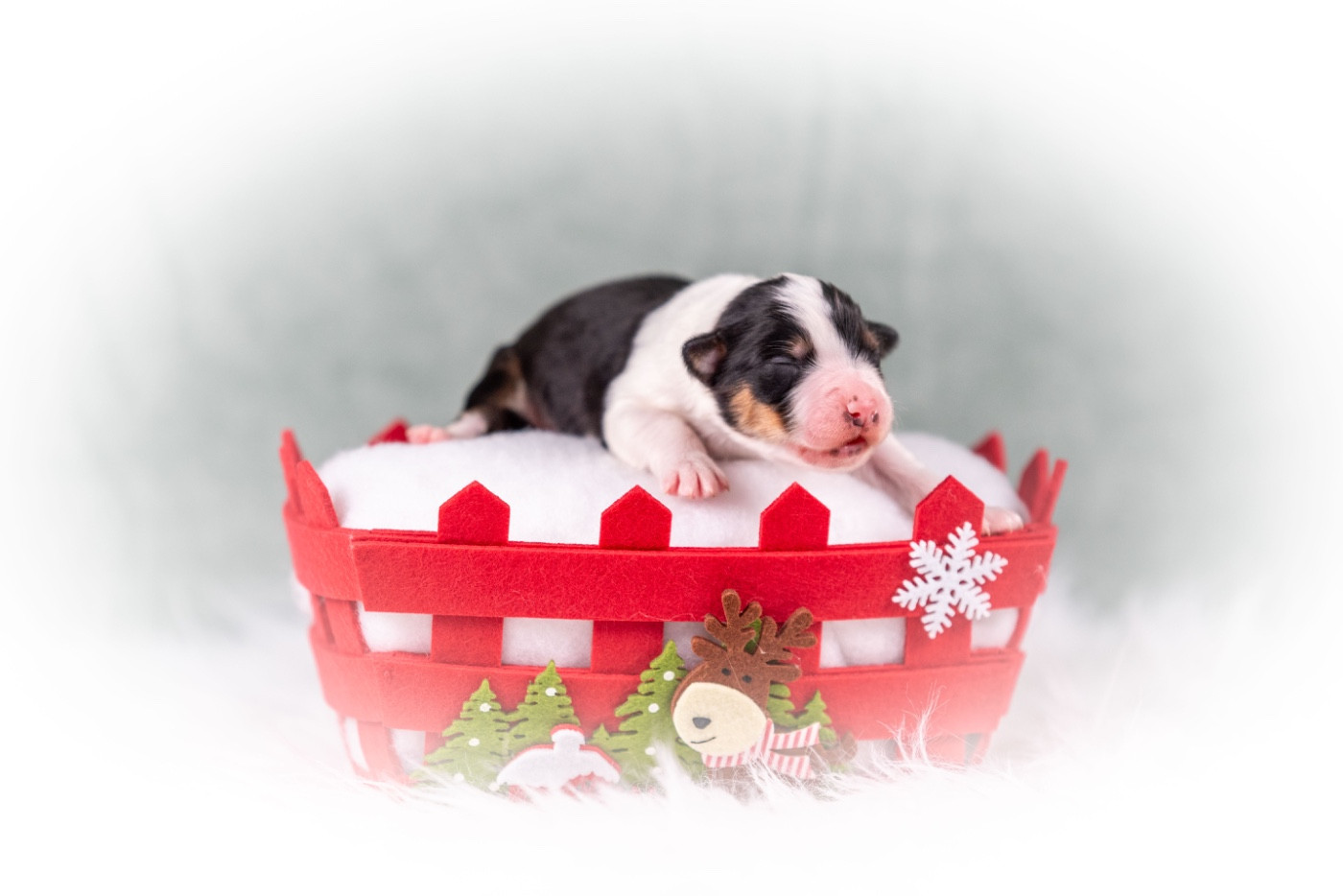 du Feeling de Nolister - Chiots disponibles - Berger Australien