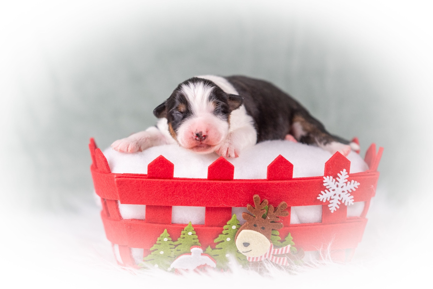 du Feeling de Nolister - Chiots disponibles - Berger Australien