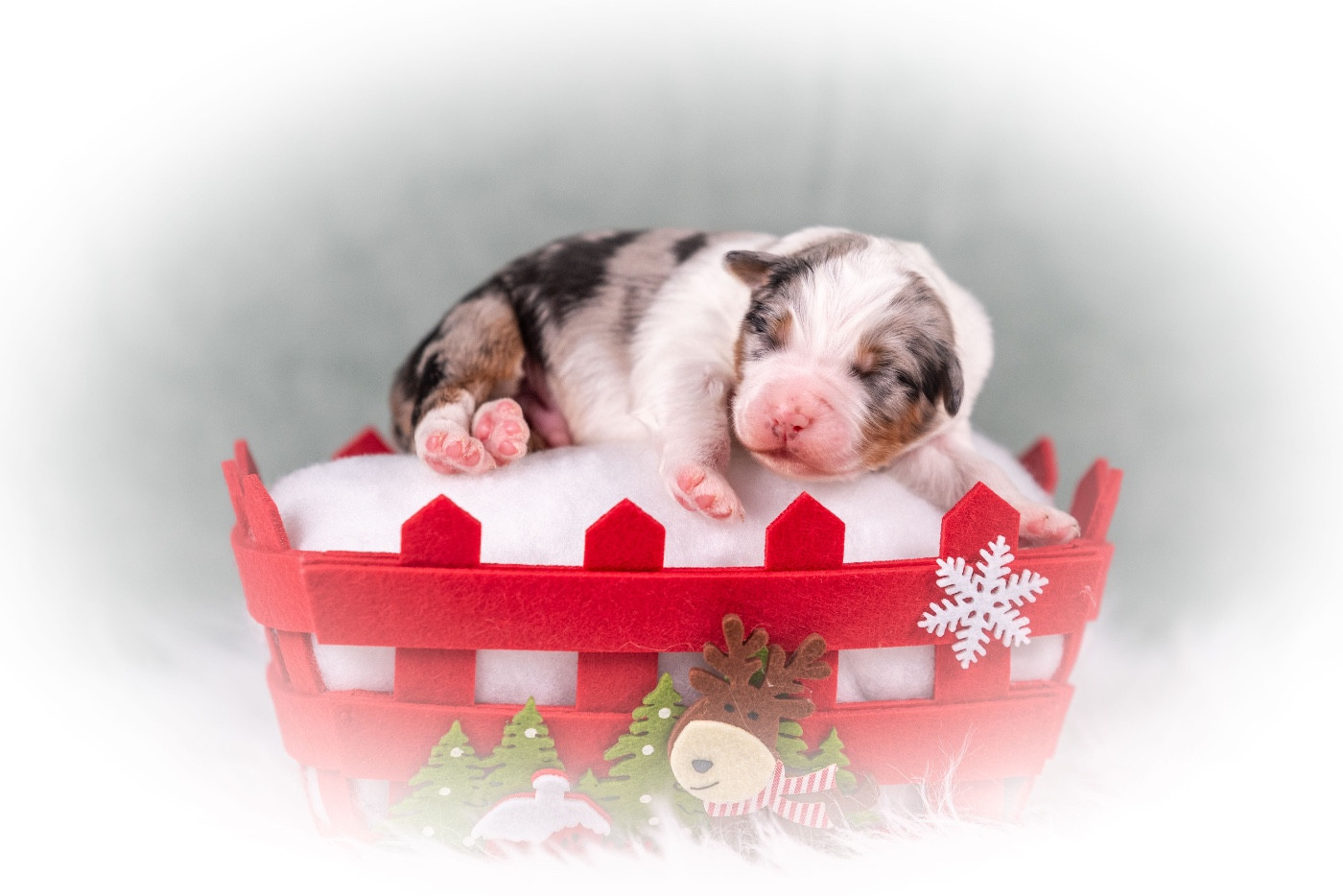 Chiot Berger Australien du Feeling de Nolister