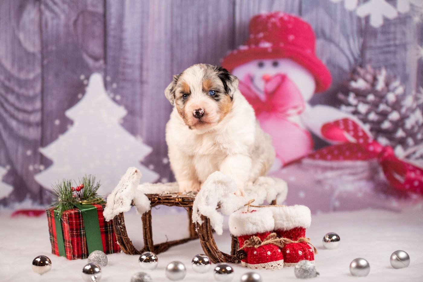 du Feeling de Nolister - Chiots disponibles - Berger Australien