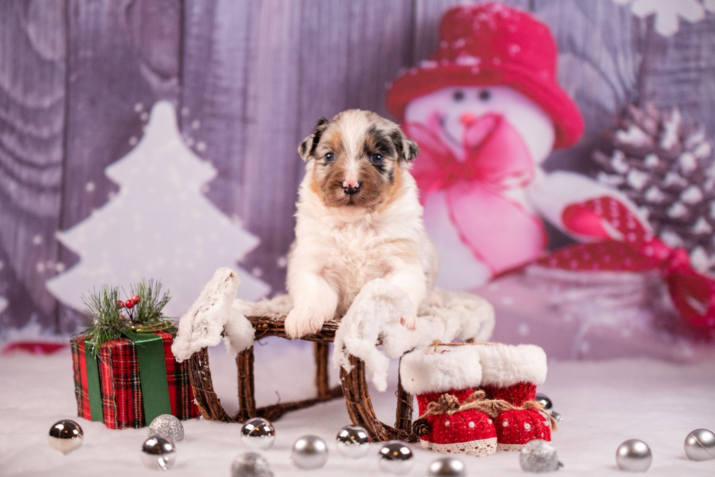 du Feeling de Nolister - Chiots disponibles - Berger Australien