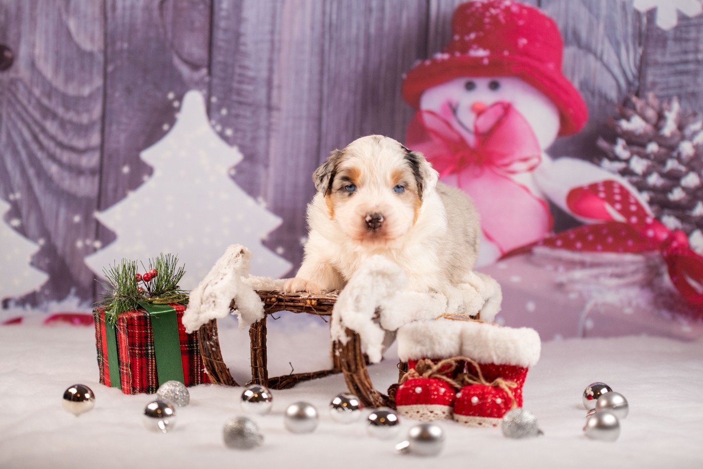 du Feeling de Nolister - Chiots disponibles - Berger Australien