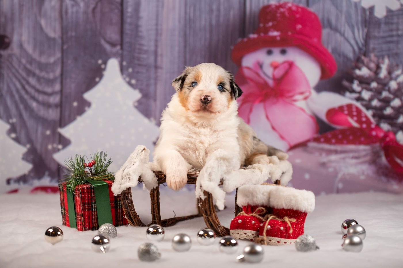 du Feeling de Nolister - Chiots disponibles - Berger Australien