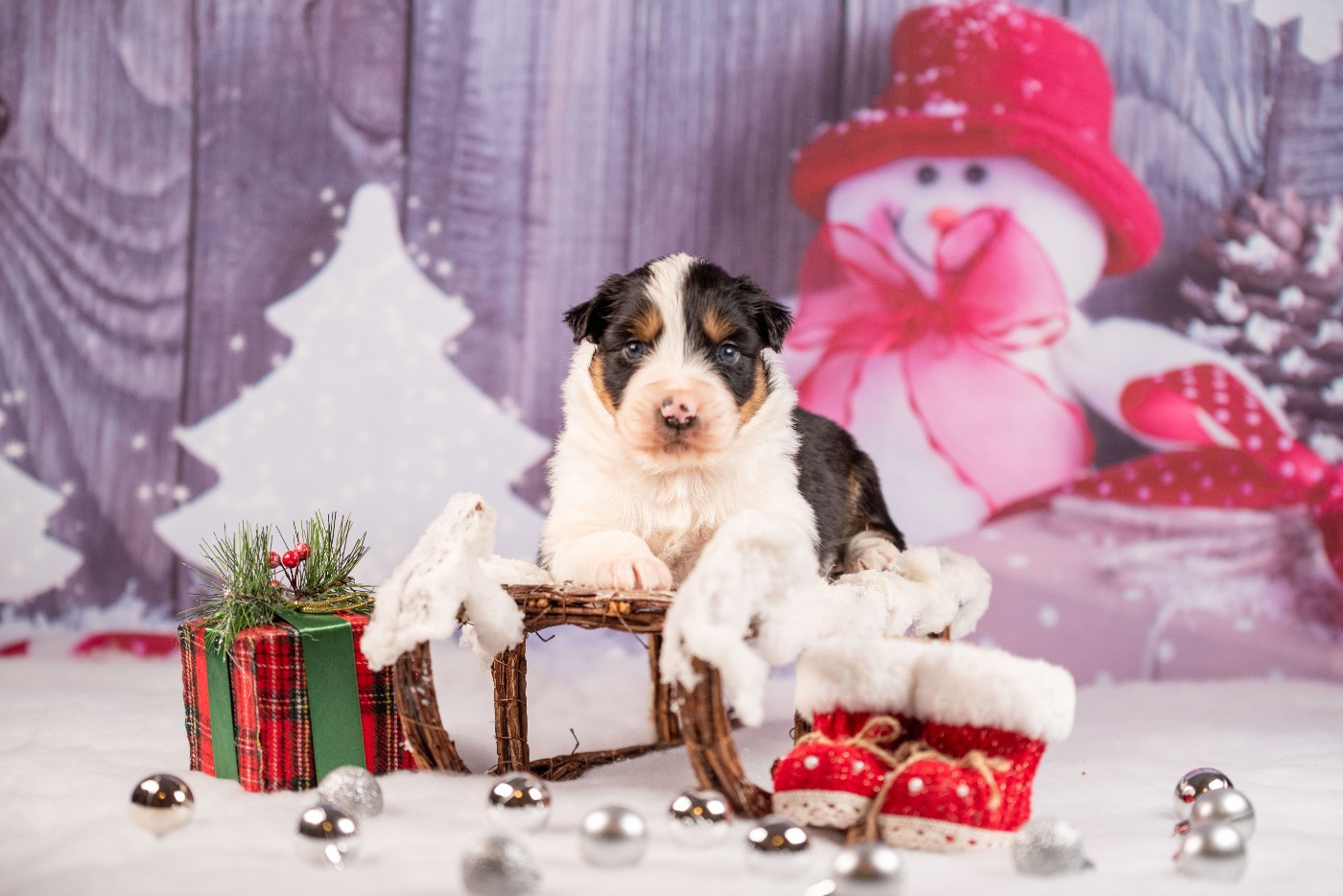 du Feeling de Nolister - Chiots disponibles - Berger Australien