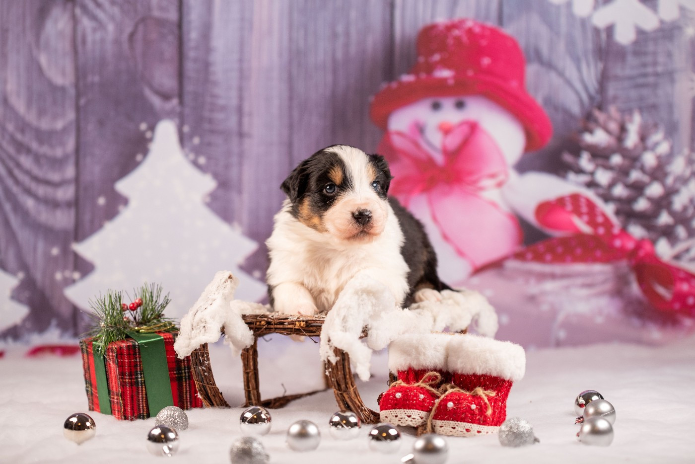 du Feeling de Nolister - Chiots disponibles - Berger Australien