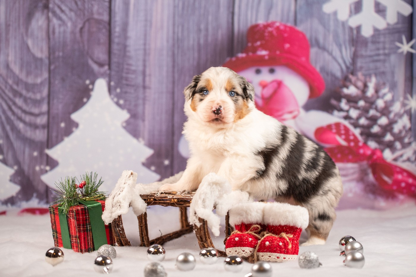 du Feeling de Nolister - Chiots disponibles - Berger Australien