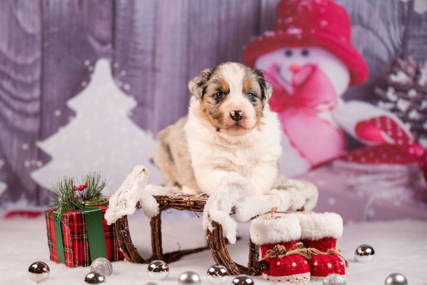 Chiot Berger Australien du Feeling de Nolister