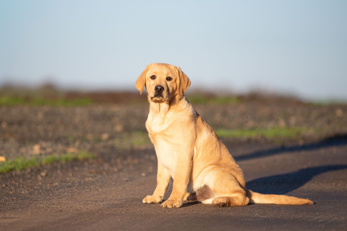 du Feeling de Nolister - Chiots disponibles - Labrador Retriever