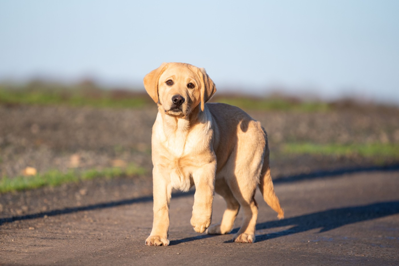 du Feeling de Nolister - Labrador Retriever - Portée née le 04/08/2025