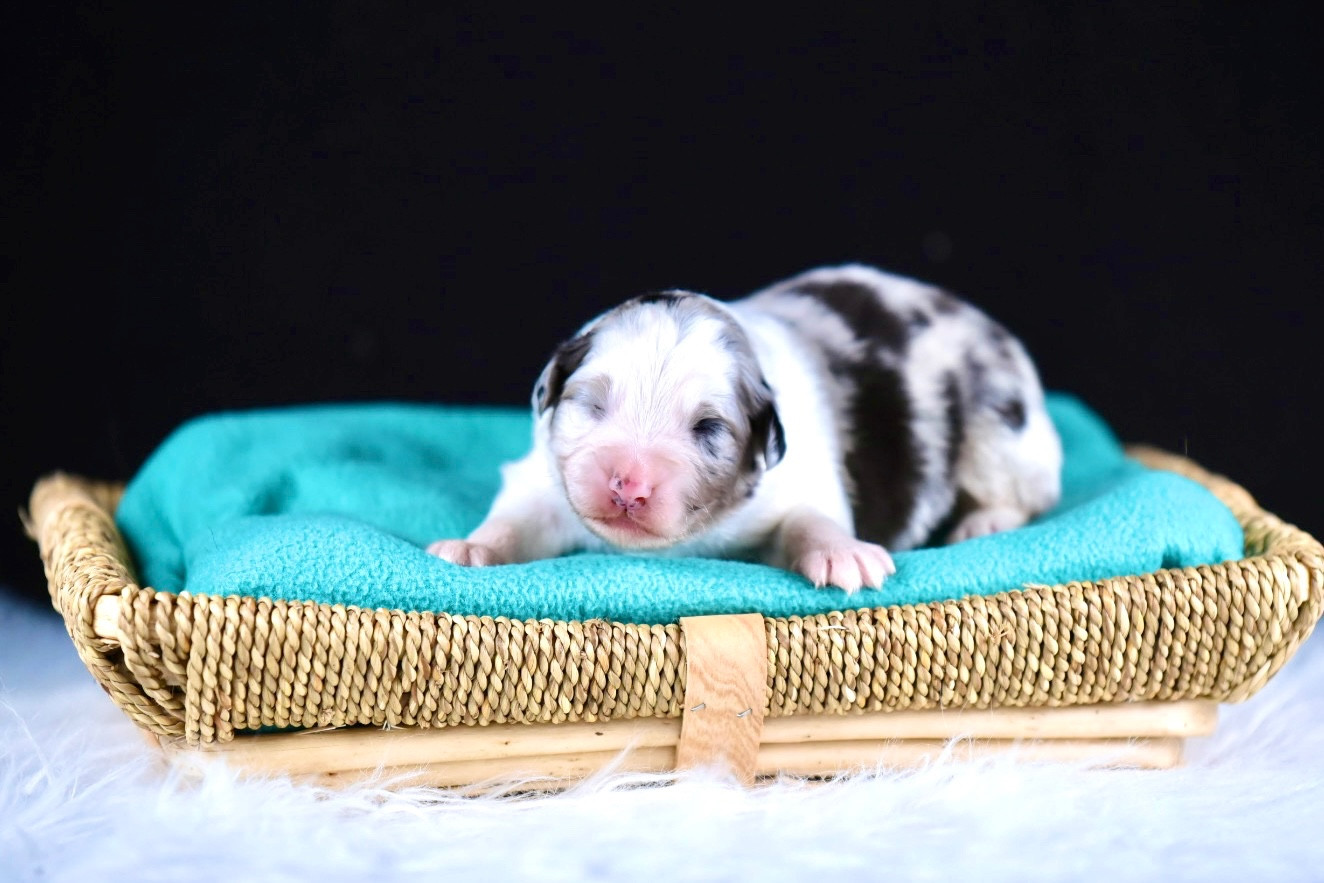 du Feeling de Nolister - Chiots disponibles - Berger Australien