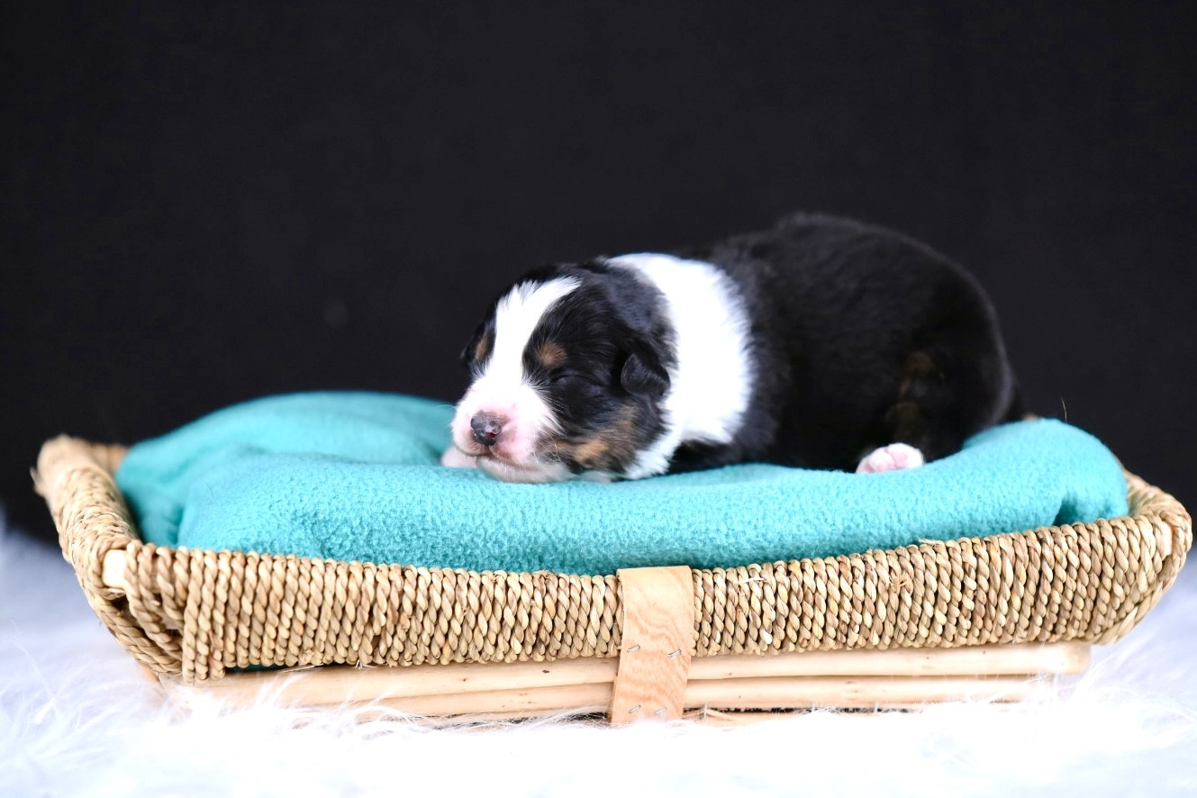 du Feeling de Nolister - Chiots disponibles - Berger Australien