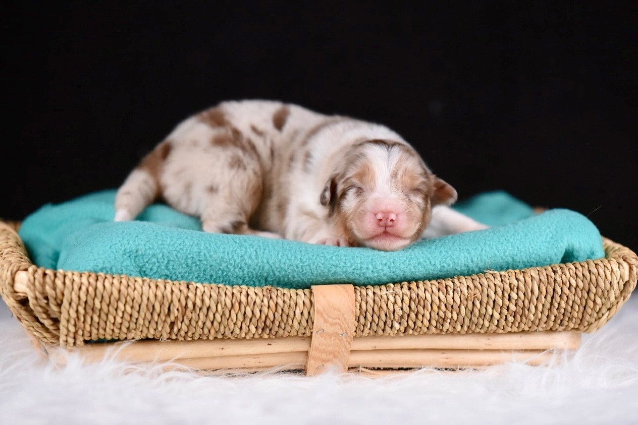 du Feeling de Nolister - Chiots disponibles - Berger Australien