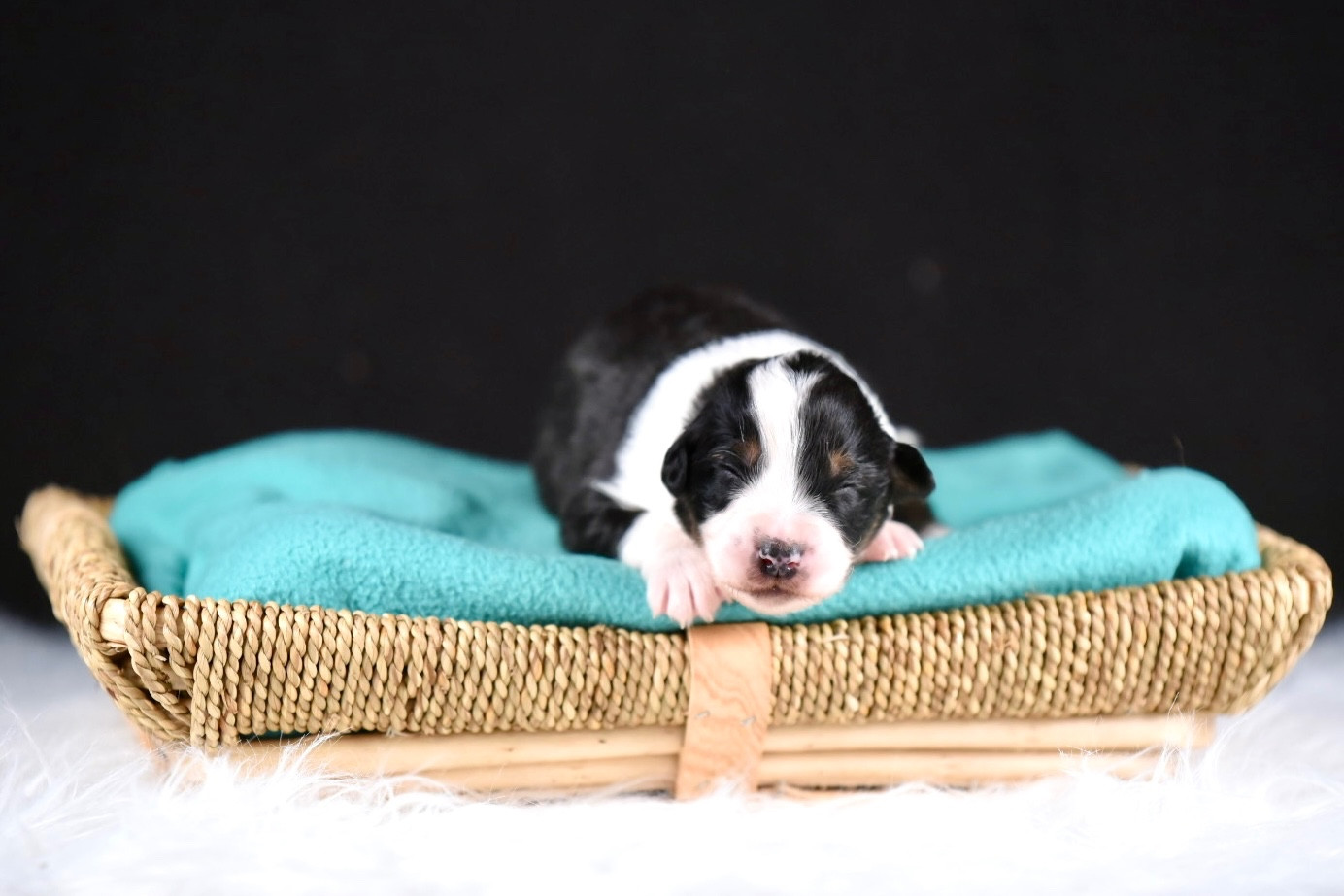 du Feeling de Nolister - Chiots disponibles - Berger Australien