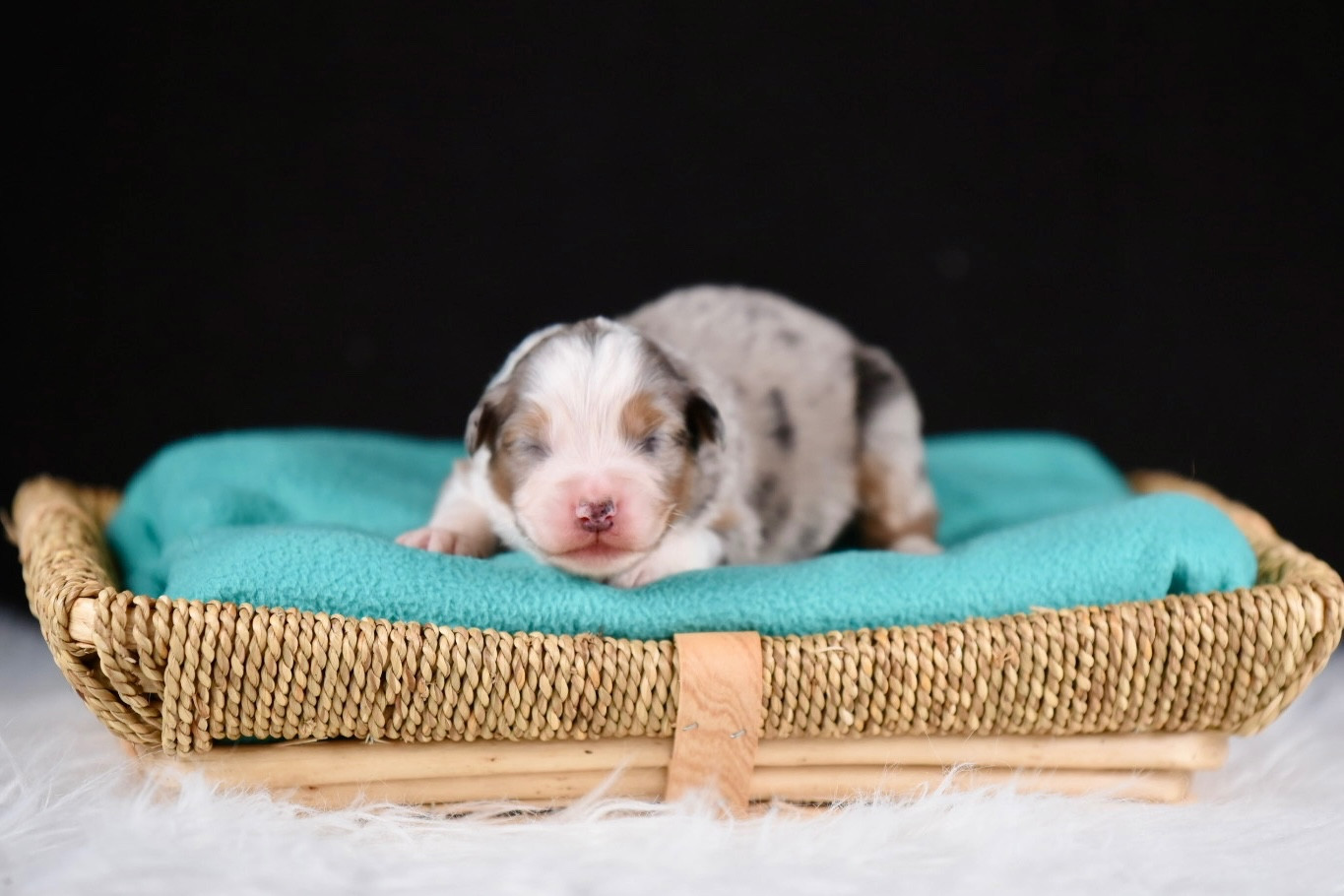 Chiot Berger Australien du Feeling de Nolister