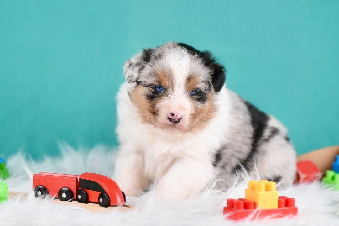 du Feeling de Nolister - Chiots disponibles - Berger Australien