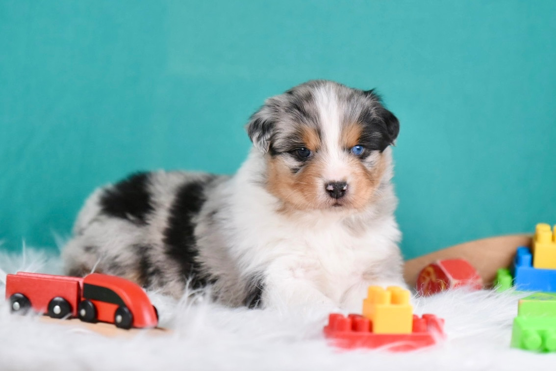 du Feeling de Nolister - Chiots disponibles - Berger Australien