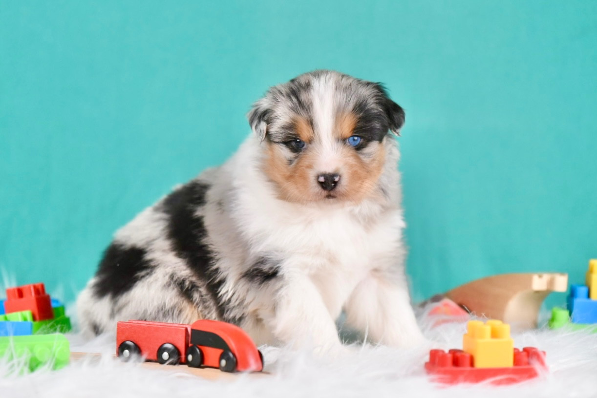 Chiot Berger Australien du Feeling de Nolister