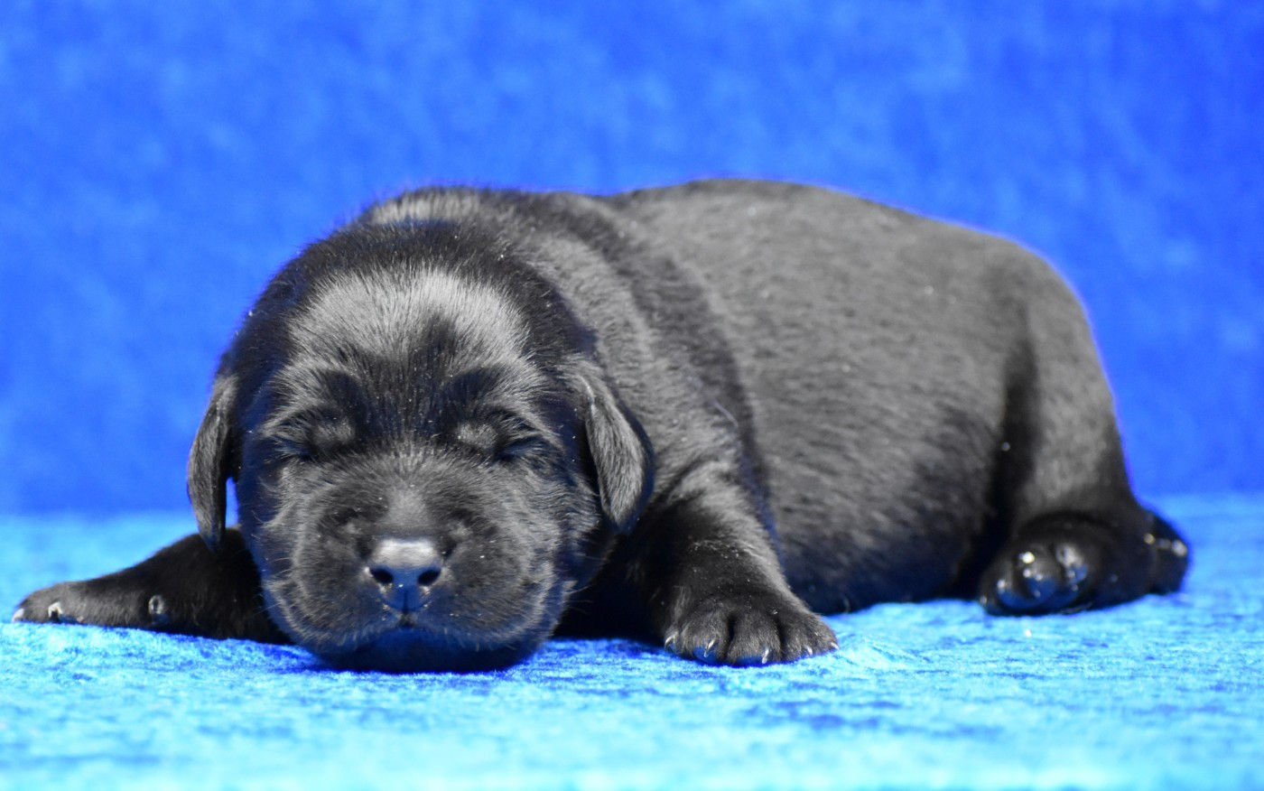du Feeling de Nolister - Chiots disponibles - Labrador Retriever
