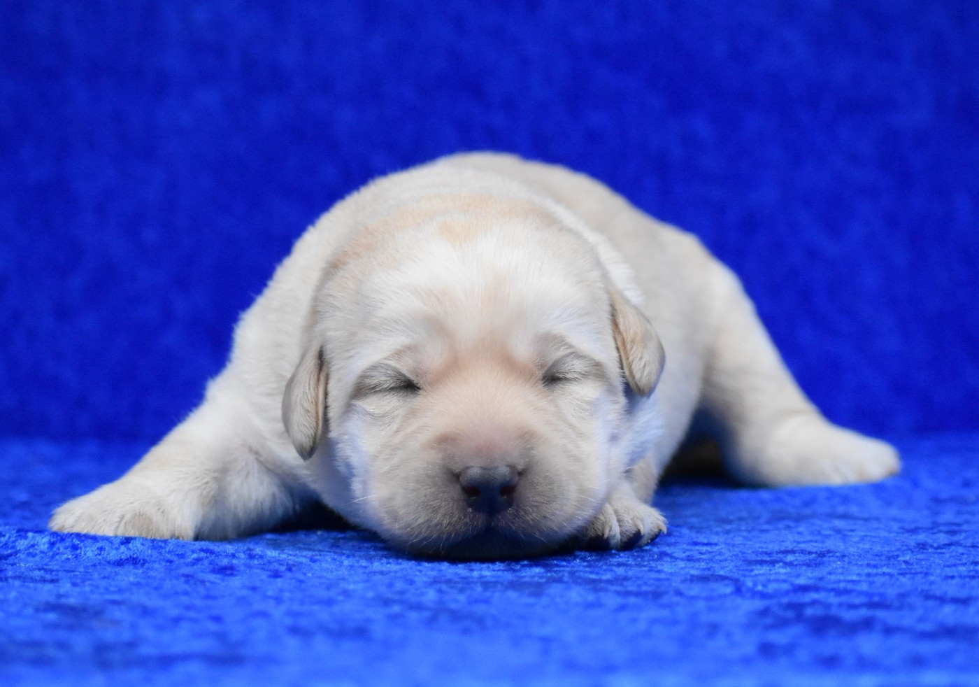 du Feeling de Nolister - Chiots disponibles - Labrador Retriever